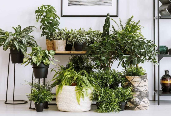 Come scegliere il vaso giusto (e bello) per le tue piante ?