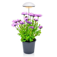 Load image into Gallery viewer, pianta con fiori con lampada grow light luce per piante
