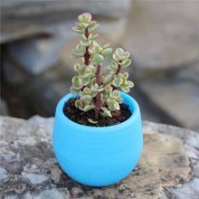 Carica l&#39;immagine nel visualizzatore di Gallery, azzurro vasi colorati per piccole piante succulente
