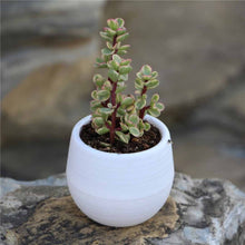 Carica l&#39;immagine nel visualizzatore di Gallery, bianco vasi colorati per piccole piante succulente
