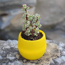 Load image into Gallery viewer, giallo vasi colorati per piccole piante succulente
