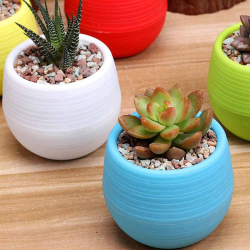 vasi colorati per piccole piante succulente