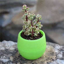 Load image into Gallery viewer, verde vasi colorati per piccole piante succulente
