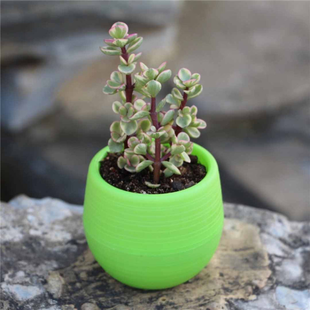 verde vasi colorati per piccole piante succulente