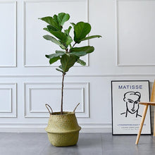 Load image into Gallery viewer, Cesta per piante stile vimini con manici, interior design arredamento elegante. La pianta è un Ficus Lyrata molto stiloso con questo coprivaso.
