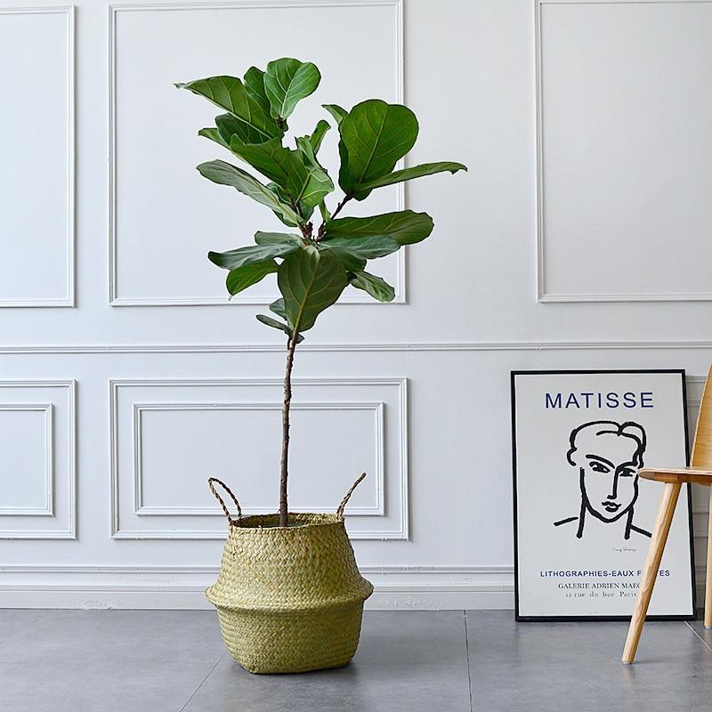 Cesta per piante stile vimini con manici, interior design arredamento elegante. La pianta è un Ficus Lyrata molto stiloso con questo coprivaso.