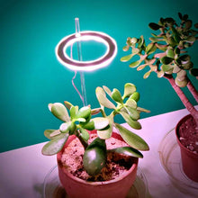 Load image into Gallery viewer, plam, lampada piante da interni, bonsai e succulente
