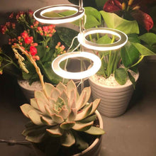 Carica l&#39;immagine nel visualizzatore di Gallery, PLAMP, la lampada per piante che arreda con stile
